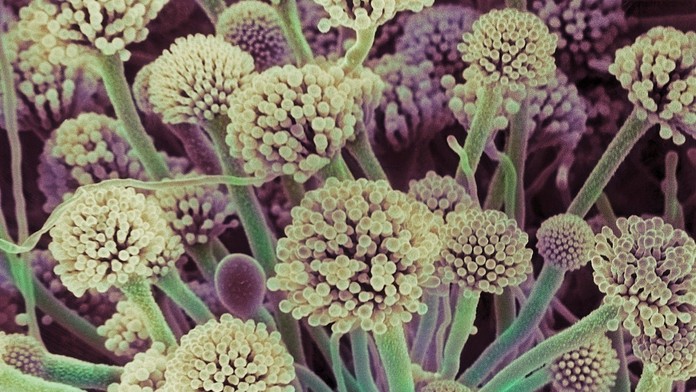 Smrtiaca huba je na ceste do Európy