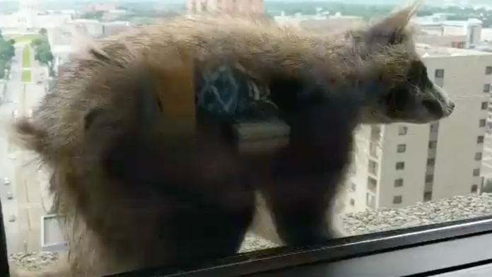 Medvedík čistotný vyliezol na budovu banky v USA