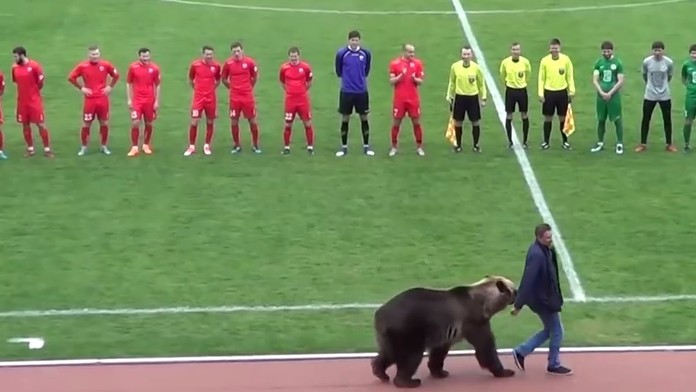 Medveď pred zápasom.