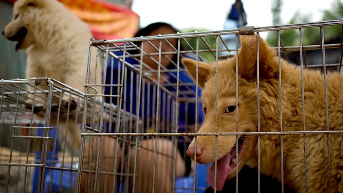 Festival psieho mäsa.