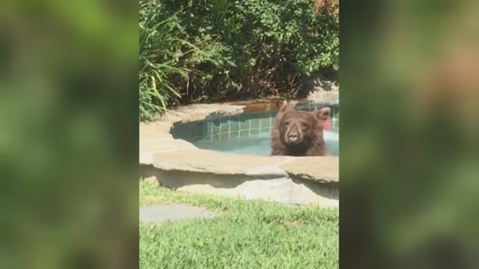 Medveď vo vírivke v Kalifornii