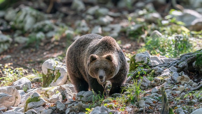 V Poľsku neďaleko hraníc so Slovenskom zabíjal medveď. Žena utrpela rozsiahle zranenia, na mieste zomrela