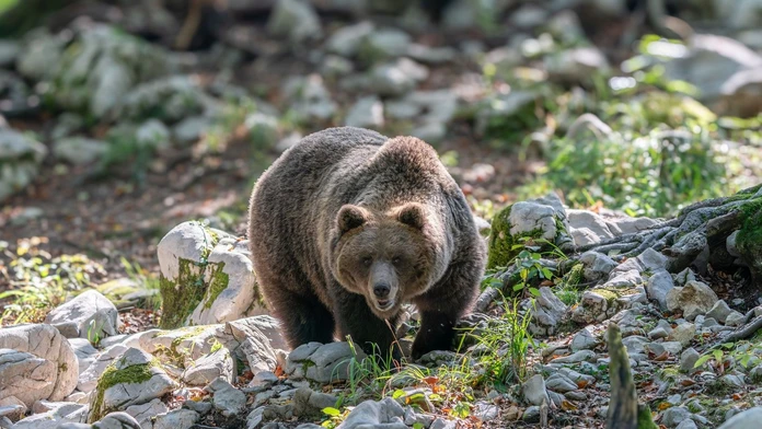 V Poľsku neďaleko hraníc so Slovenskom zabíjal medveď. Žena utrpela rozsiahle zranenia, na mieste zomrela