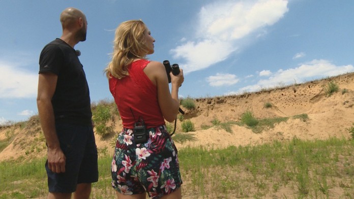 Hniezdiace brehule hnedé a včeláriky zlaté pri Komárne.