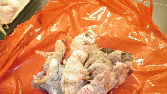 Šteniatka doniesla vo vreci.