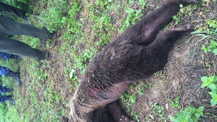 Poľovník v Prešove zastrelil zatúlanú medvedicu.