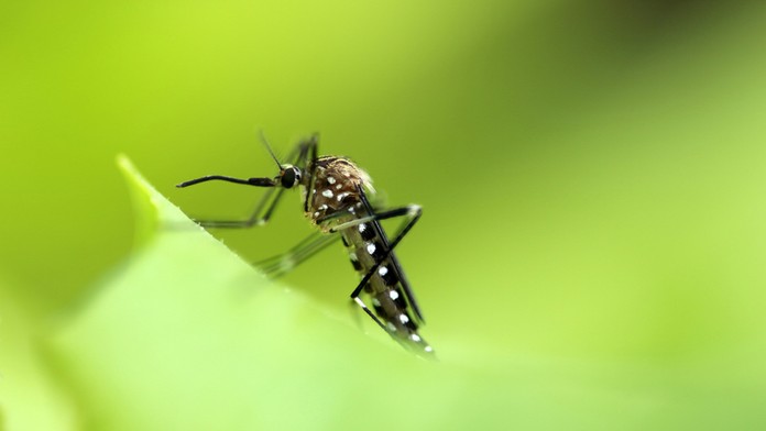Mužovi z okolia Bratislavy potvrdili exotické ochorenie. Vírus je prenášaný komármi