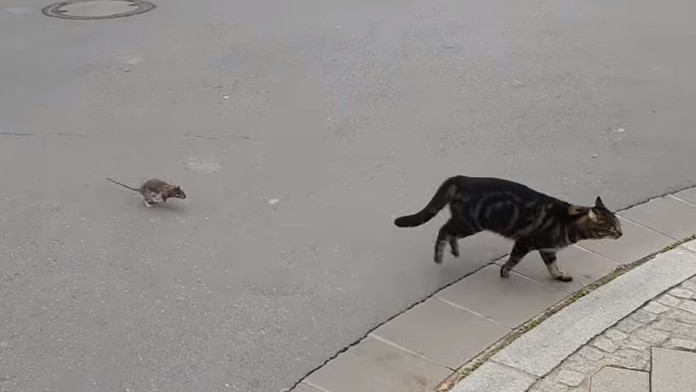 Potkan naháňa mačku.