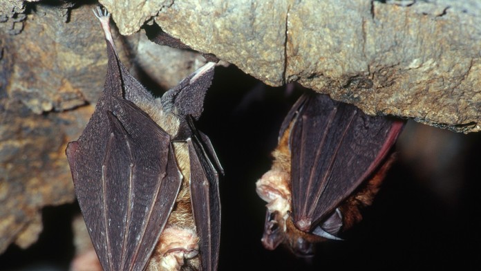 Austrálčan zomrel po uhryznutí netopierom. Zákerný vírus ho zabil aj napriek rýchlemu zásahu lekárov