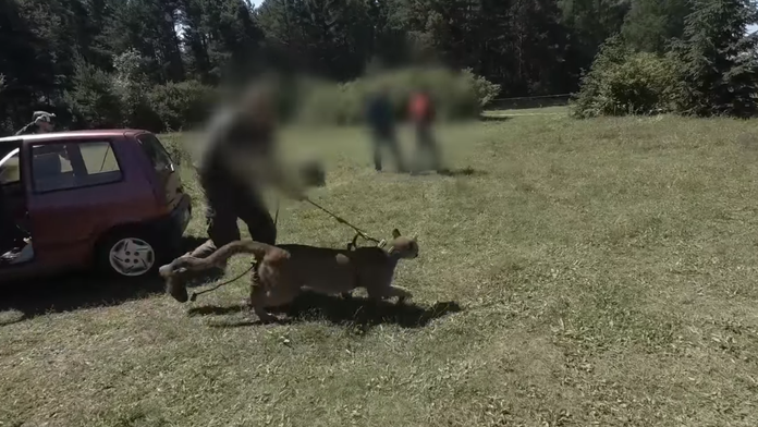 macoskova_tvnoviny.mp4