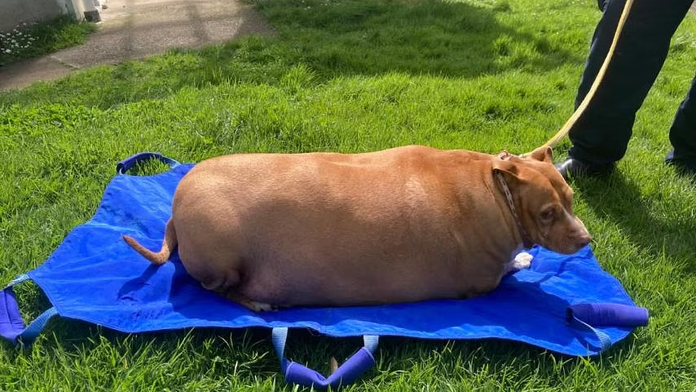 Žena z Nového Zélandu smeruje za mreže. Pes sa nemohol hýbať, vykŕmila ho k smrti