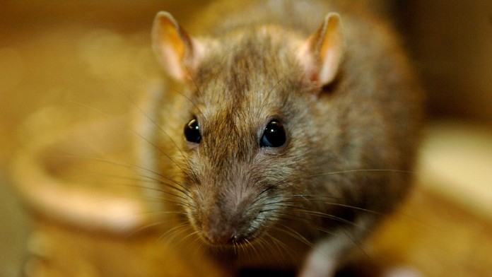 Hrôza v škôlke: Len 6-ročné deti zjedli jed na hlodavce, okamžitý zásah záchranárov