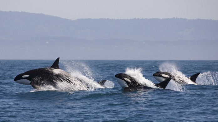 Spodné nohavica muža, ktorého vyplavila rieka Morava.