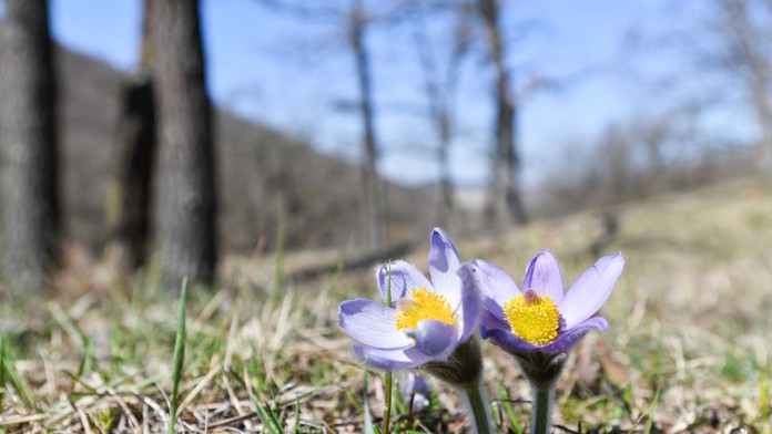Marec bol v Európe historicky najteplejší od začiatku meraní. Extrémy padali aj na Slovensku