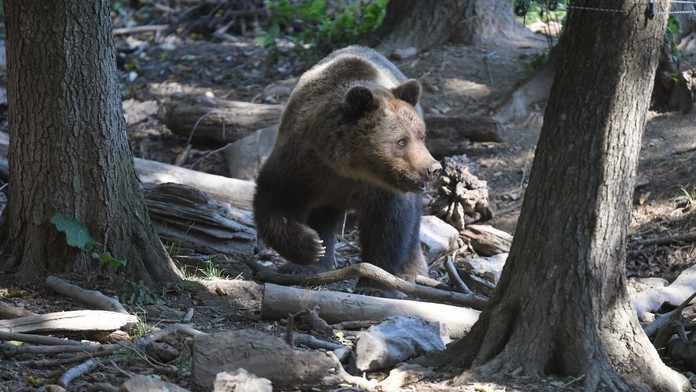 Po útoku medvedice v Sučanoch zaviedli ochranné opatrenia, nevylučujú ani elimináciu šelmy