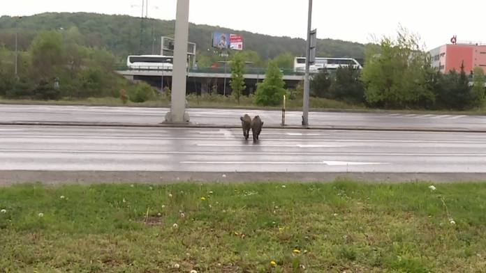 Pokojne prešli cez šesťprúdovku.