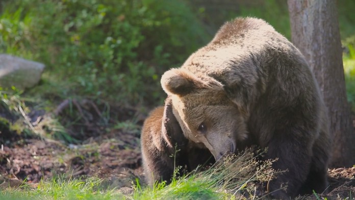 Odborníci sa obávajú, že stretov s medveďom bude viac. O hroznom zážitku hovorí aj skúsený horár