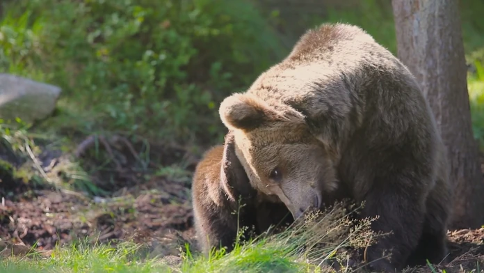 Odborníci sa obávajú, že stretov s medveďom bude viac. O hroznom zážitku hovorí aj skúsený horár