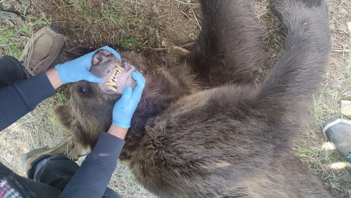 Jedného z medveďov, ktorý demoloval ružomberský cintorín a desil miestnych, usmrtili