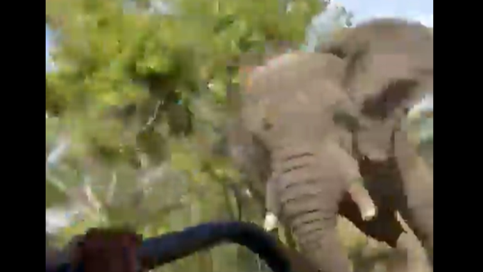 VIDEO: Smrtiaci útok slona na autobus plný turistov. Jedna žena jeho besnenie neprežila