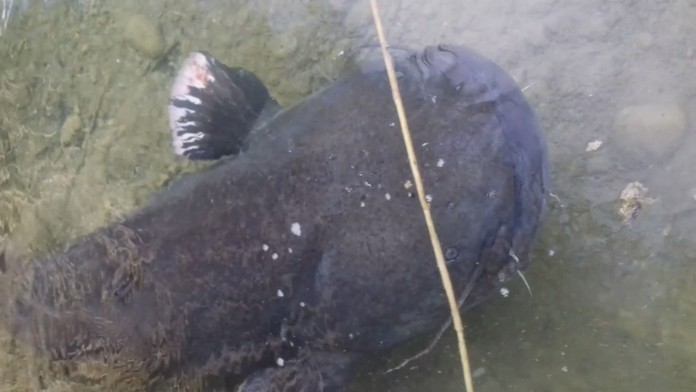 Fanúšikovia PAOK Solún v centre Bratislavy..mp4