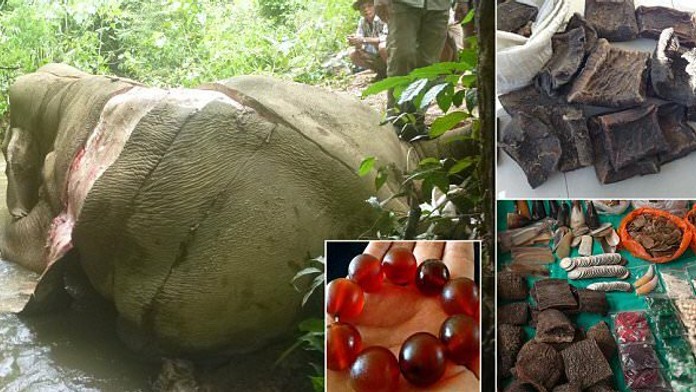 Zabíjajú ich iba malým kusom kože.