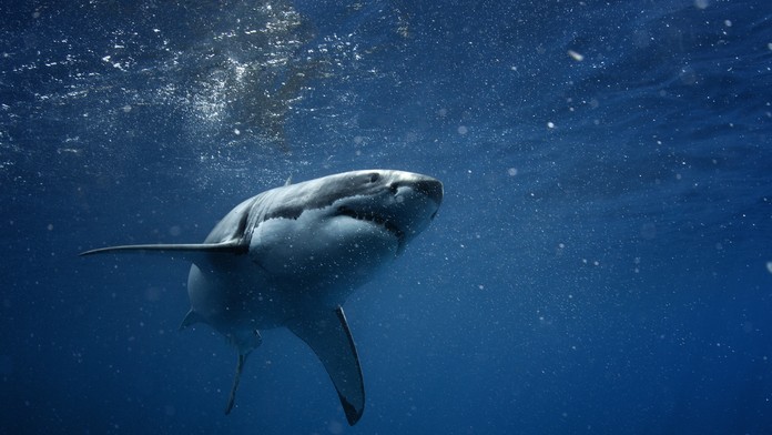 Veronika Kolejáková.