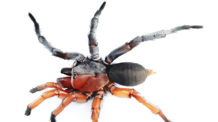 Ako keby niekto zošil dve polovice úplne odlišných tvorov. Novoobjavený druh pavúka klame telom