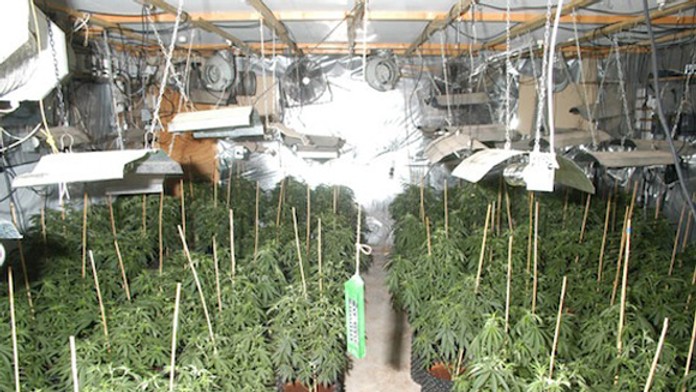 Marihuanové pole staršieho páru