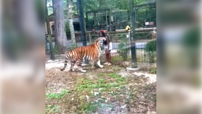 VIDEO: Nepochopiteľný hazard so životom. Žena preliezla plot vo výbehu s tigrami a chcela sa s nimi hrať