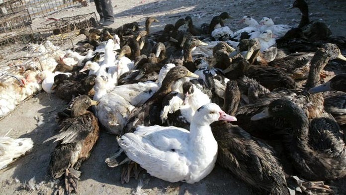 Zdravie spotrebiteľov nie je podľa úradov potravinami ohrozené.