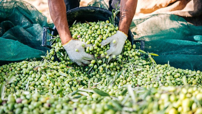 Zber olív v Taliansku