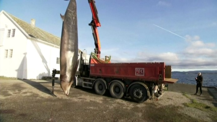 Táto veľryba sa veľmi trápila.