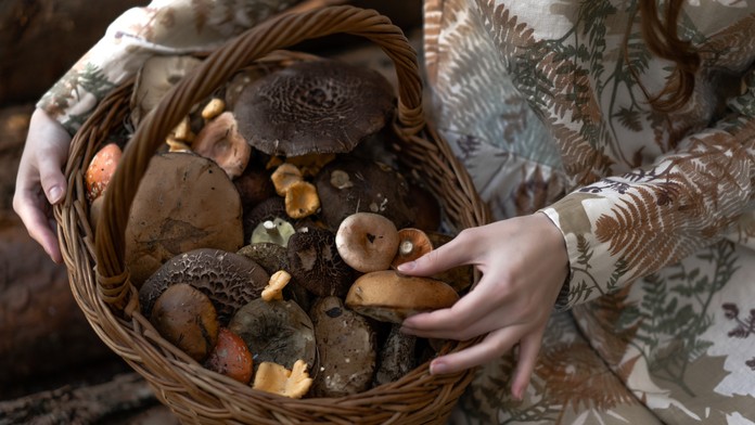 Huby. Ilustračná snímka. 