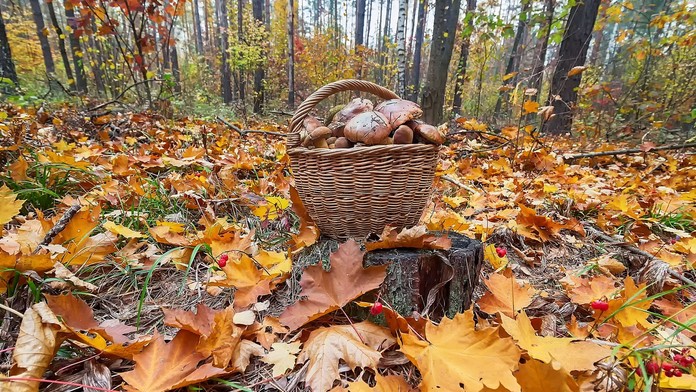 Po výdatných dažďoch by sa mohlo zdať, že húb bude neúrekom. Mykologička vidí problém