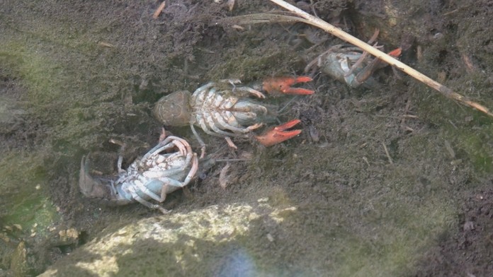 SLOVO GAY NEPOUIVM Martin z Vmny prozradil jak oznauje homosexuly - Vmna manelek - TV Nova.mp4