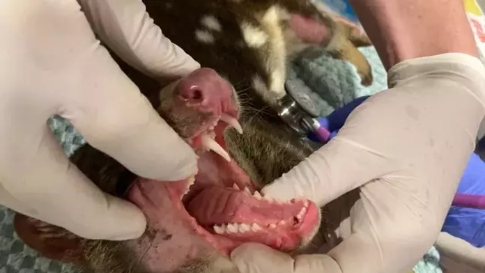 Mysleli si, že je tam dávno vyhynutý. Farmár v Austrálii objavil tvora, ktorého videl iba na známkach