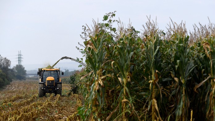 Obrovské nešťastie. Kombajn prešiel v kukuričnom poli nepočujúceho starčeka