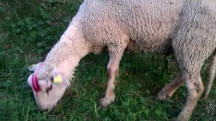 19 RK Priskrtena ovca.transferweb_jpg_bez_watermarku_1.jpg