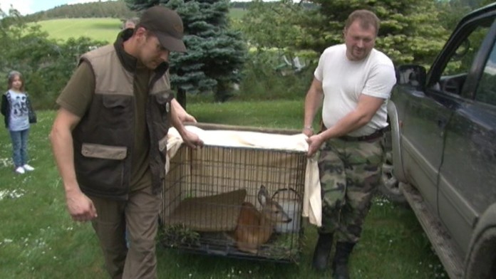 17 PB Pribeh srnky DEMOweb_jpg_bez_watermarku_1.jpg