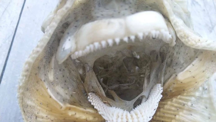 Kostra misteriózneho morského stvorenia.