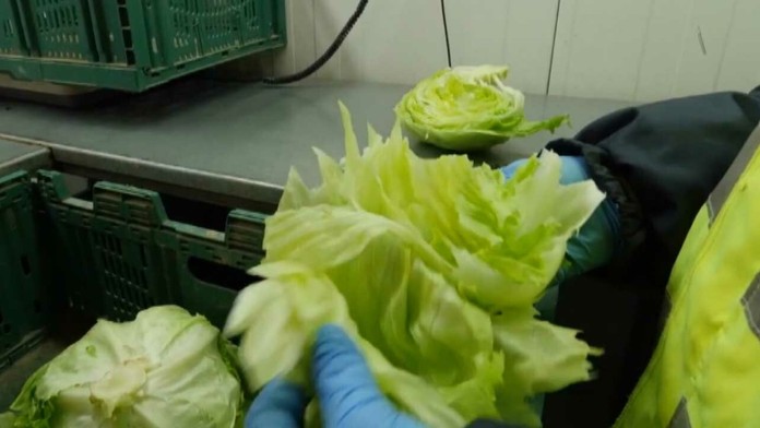 Ceny zeleniny môžu poriadne stúpnuť.