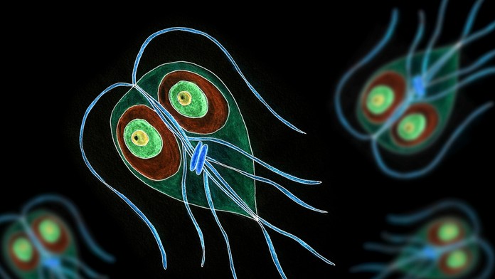 Veterinári upozorňujú na výskyt črevného parazita. Spôsobuje nepríjemné ochorenie, môže sa preniesť aj na človeka