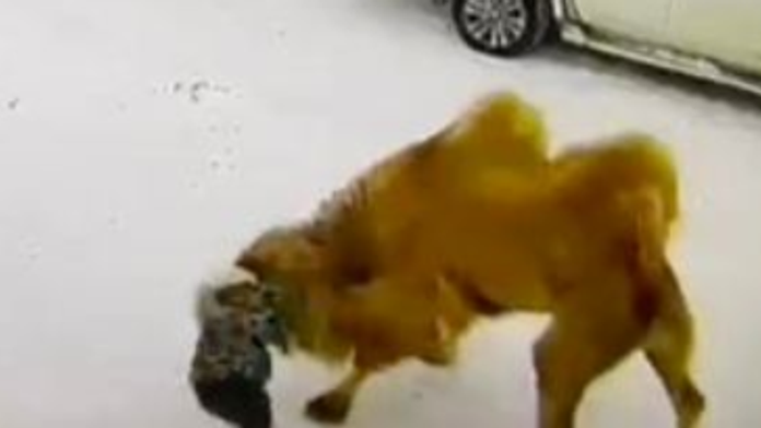 VIDEO: Rus priviedol na Sibír zviera, aké by ste tam nečakali. Majiteľovi sa to stalo osudným