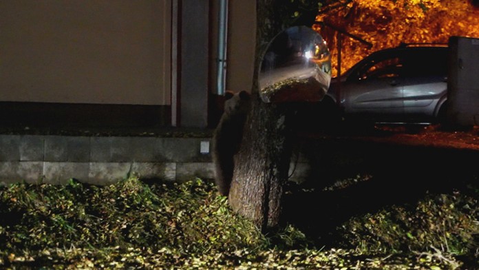 Medvedia vlámačka.