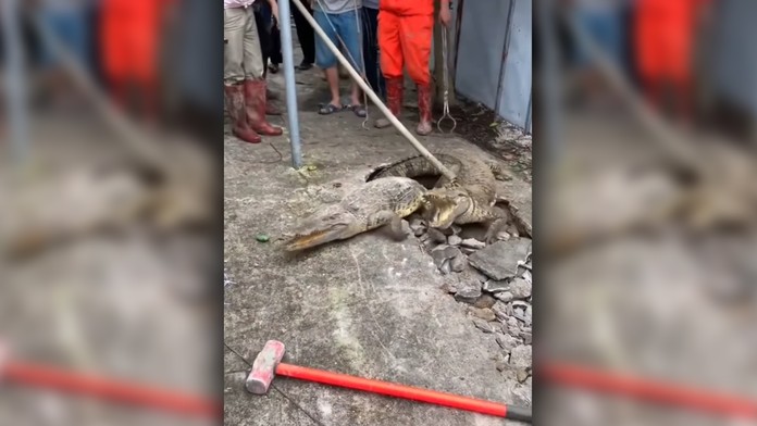 Spod chodníka vychádzal zvláštny zvuk: Prerazili ho krokodíly