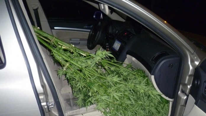 Konope v aute.