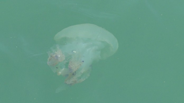 Medúza z chorvátskych vôd.