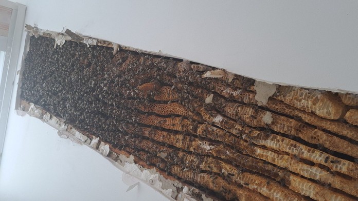 VIDEO: Rodinu v noci budil zvláštny zvuk vychádzajúci zo stien. Keď zistili, čo je jeho zdrojom, ostali v šoku