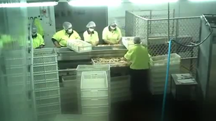 Zábery z liahne v Melbourne. 